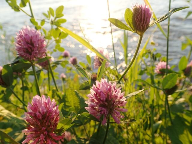 Įkvėpti mūzų - veiklos senjorams.